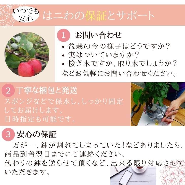 Amazon.co.jp: 盆栽鉢 常滑 柴勝 小型 長辺 約12.5cm 長方鉢 撫